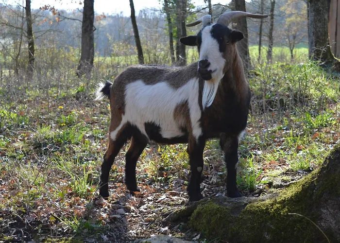 Сasa de vacaciones Le Laurier - Proche Sarlat